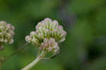 Groovestem Indian plantain